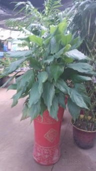 蘇州綠植租擺與園藝服務(wù) 打造商務(wù)與生活空間的自然美學(xué)