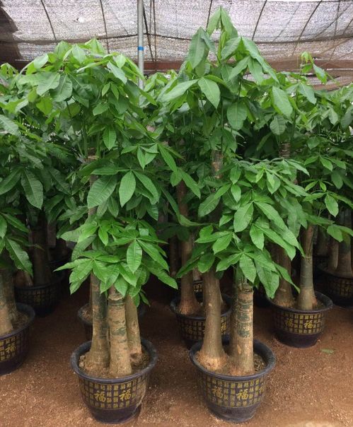 深圳專業(yè)花卉綠植服務(wù) 租借、銷售與養(yǎng)護(hù)的一站式解決方案