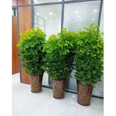 佳之美花卉 專業(yè)室內(nèi)綠植租擺，打造企業(yè)生機(jī)與活力的綠色解決方案