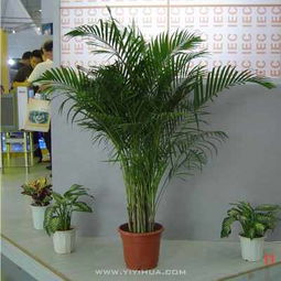 無錫企業(yè)綠植租擺服務(wù) 花卉租賃，為您的空間注入自然活力