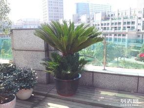 專業(yè)室內(nèi)綠植租花服務(wù) 為辦公室寫字樓打造高效生態(tài)綠化解決方案