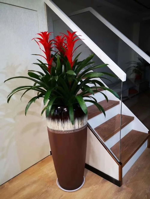深圳辦公室花卉綠植租擺服務(wù) 美化空間，煥發(fā)企業(yè)活力
