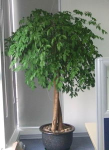 天心區(qū)綠植花卉租擺服務(wù)專家——長(zhǎng)沙久綠園藝，全方位美化您的空間