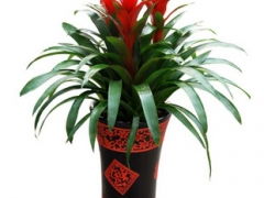 東直門內(nèi)地區(qū)專業(yè)化綠植租擺與花卉租賃服務(wù) 品質(zhì)與便利的完美融合