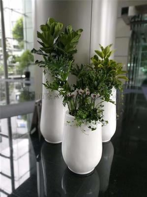 綠色生活新選擇 專業(yè)花草綠植租賃與批發(fā)零售服務(wù)