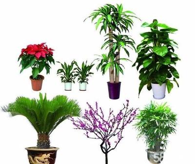 南京辦公與家居綠意煥新 花卉綠植租賃與私家花園設(shè)計(jì)全解析