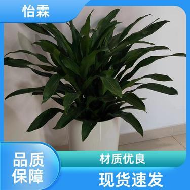 綠意盈門 北京花卉苗圃基地批發(fā)與租借服務(wù)詳解