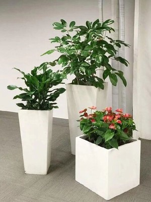 北京辦公室花卉租擺指南 朝陽區(qū)京廣橋綠植租賃全攻略