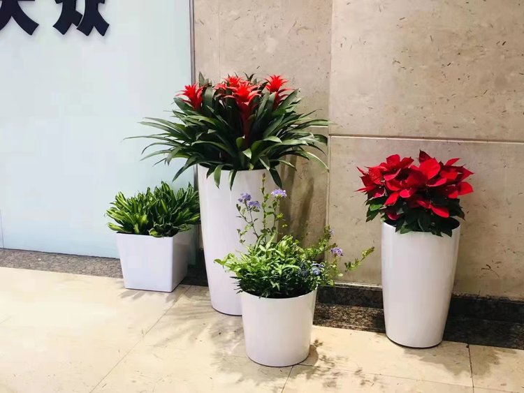 北京辦公室綠植租賃 盆栽植物出租與批發(fā)租擺全面指南