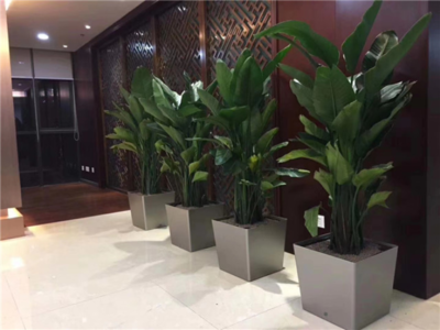 辦公環(huán)境美化首選 虹口區(qū)開業(yè)綠植花卉租賃養(yǎng)護(hù)服務(wù)